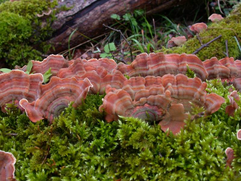 Stereum sp.